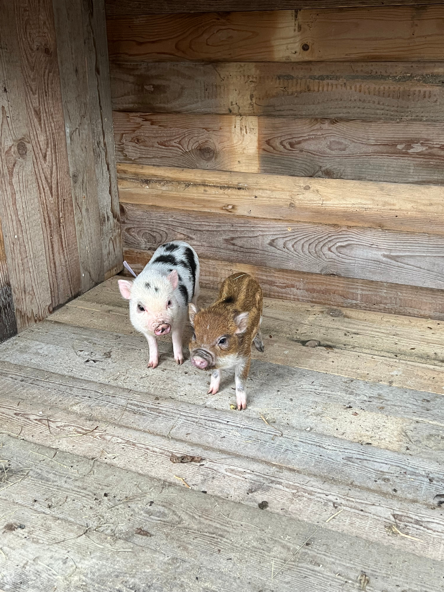 Dva mala prašička, pisani in rjavkasti, v leseni ogradi