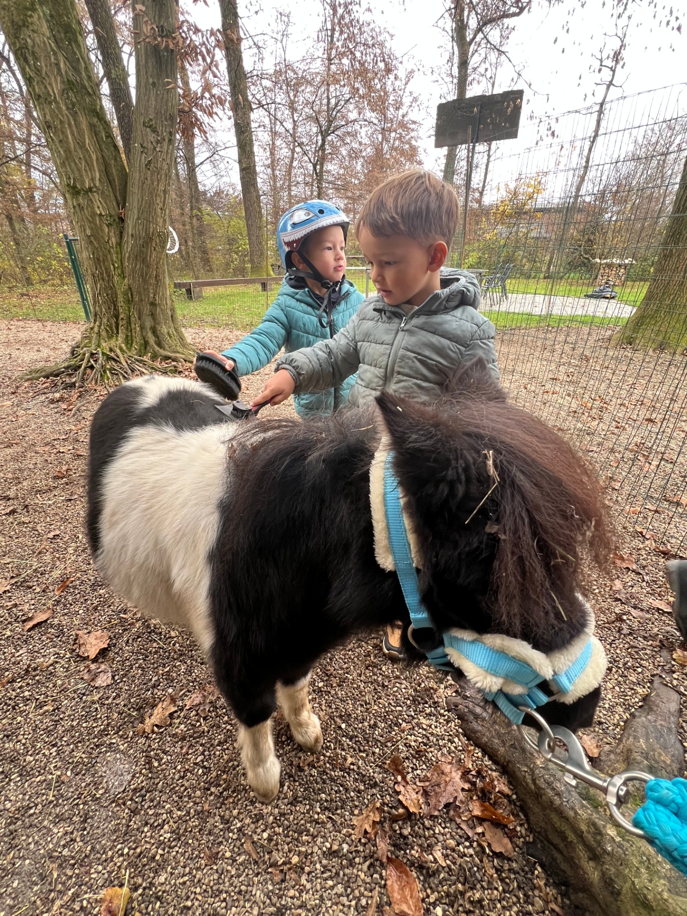 Dva otroka krtačita mini ponija na ranču