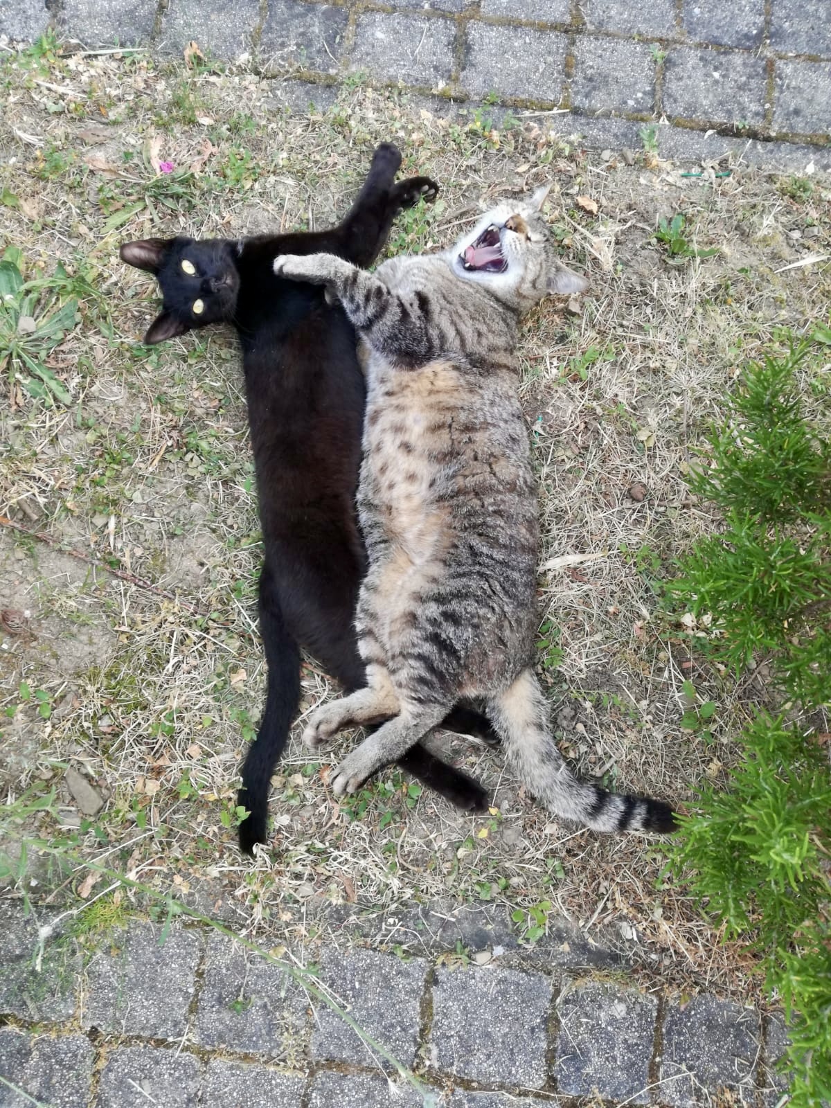 Mački & ptički