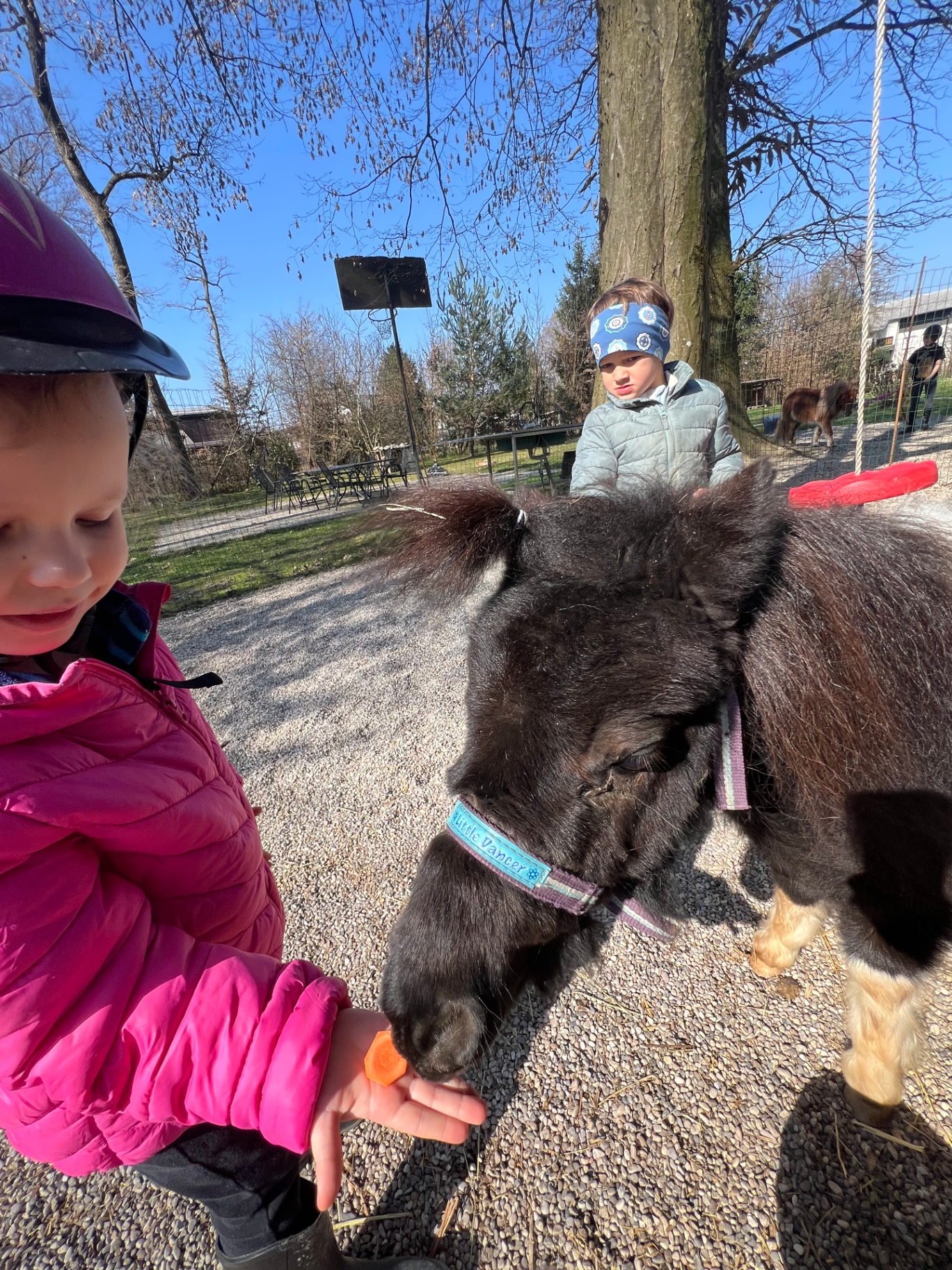 Otroci hranijo črnega mini ponija Little Dancer s korenčkom na sončen dan