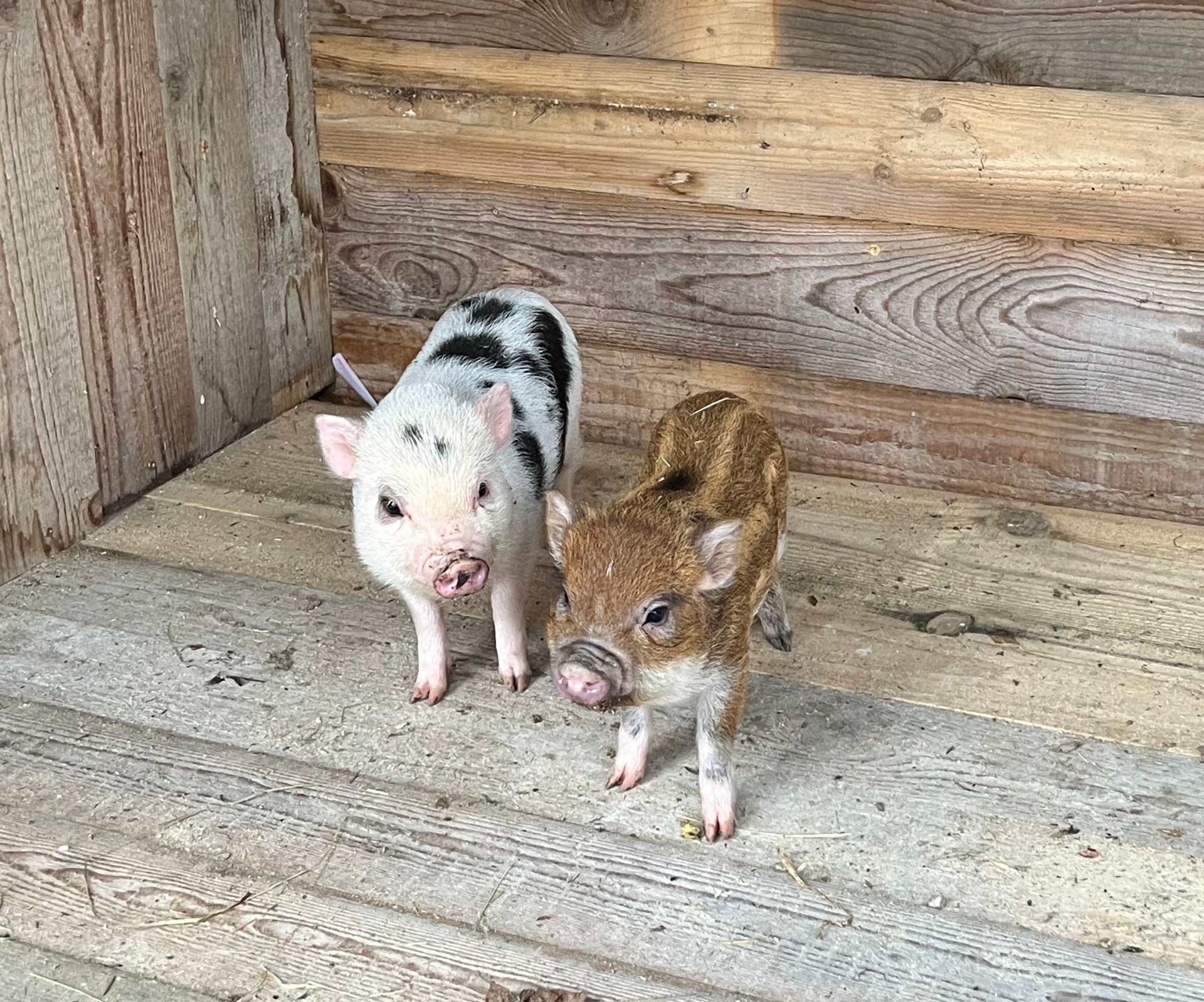 Rozi & Pigi